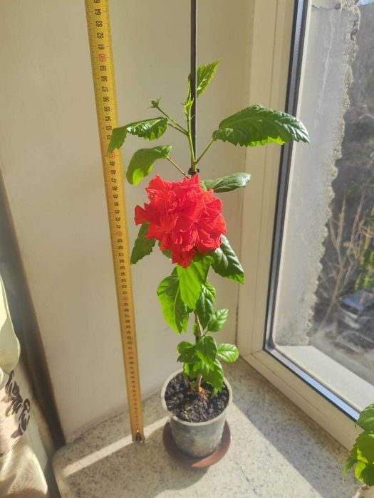 Гибискус (китайская роза)