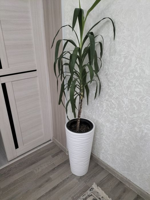 Дома комнатные растения.