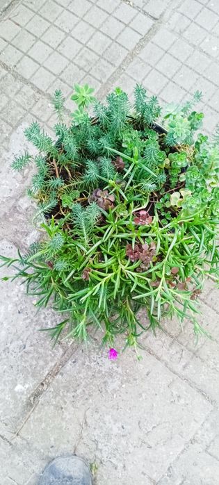 Продавам рози,алое,салвия,евонимус,чашкодрян,чемшир,делосперма