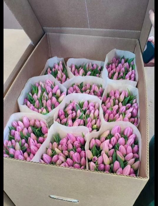 Тюльпаны для ваших близких