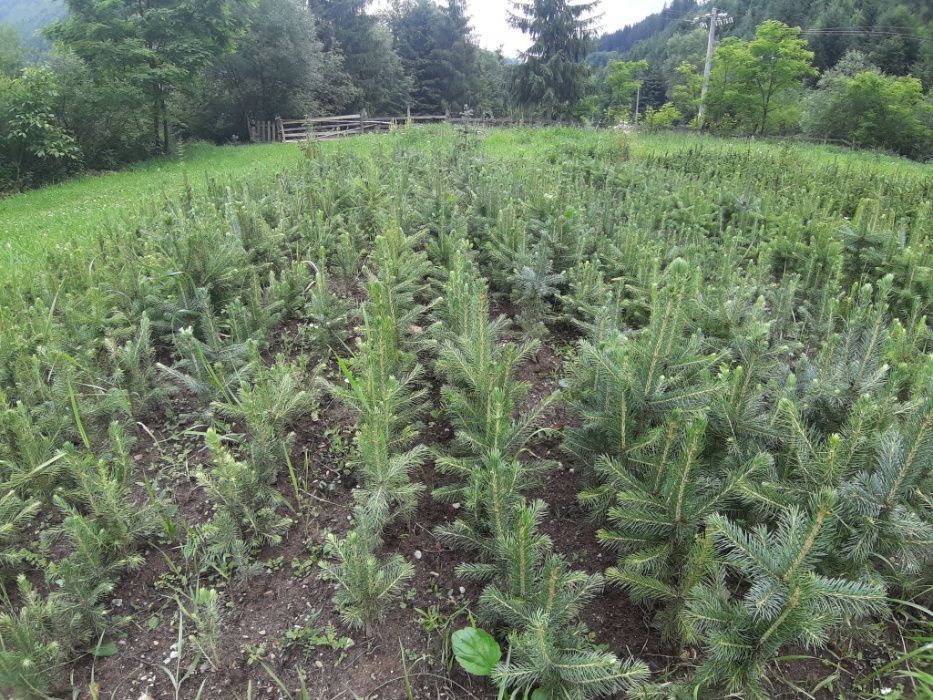 Puieti molid argintiu-Picea Pungens Majestic Blue
