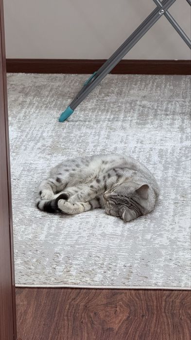 Шотландская прямоухая