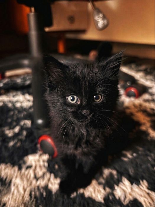 Котенок в добрые руки