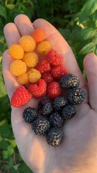 Zmeură neagră (Black Jewel)