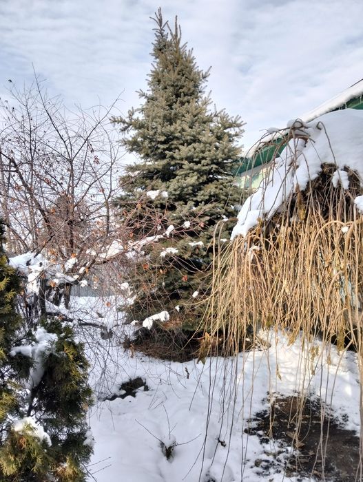 Продам ели голубой и зелёный