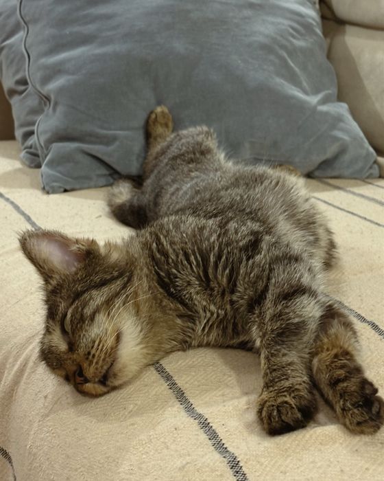 Умная кошка в добрые руки