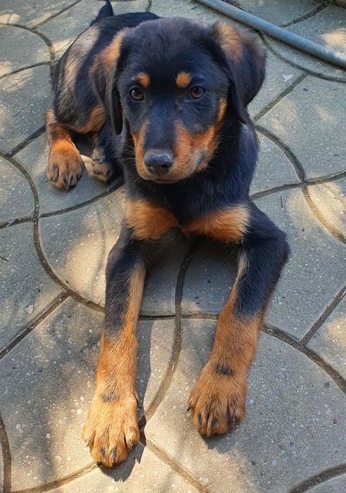 Dau pt adoptie 6 caini frumosi si lipiciosi, 4 baieti si 2 fete.