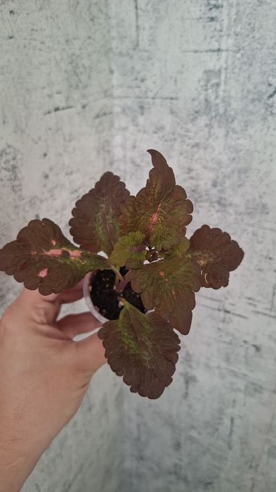 Продам комнатные цветы