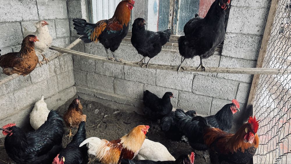 Әтештер сатылат жас 5000мыңнан.