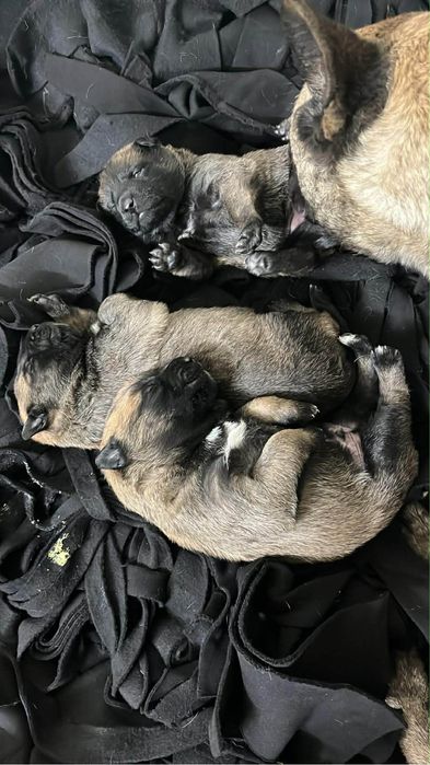 Белгийска овчарка