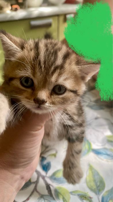 Котята британские