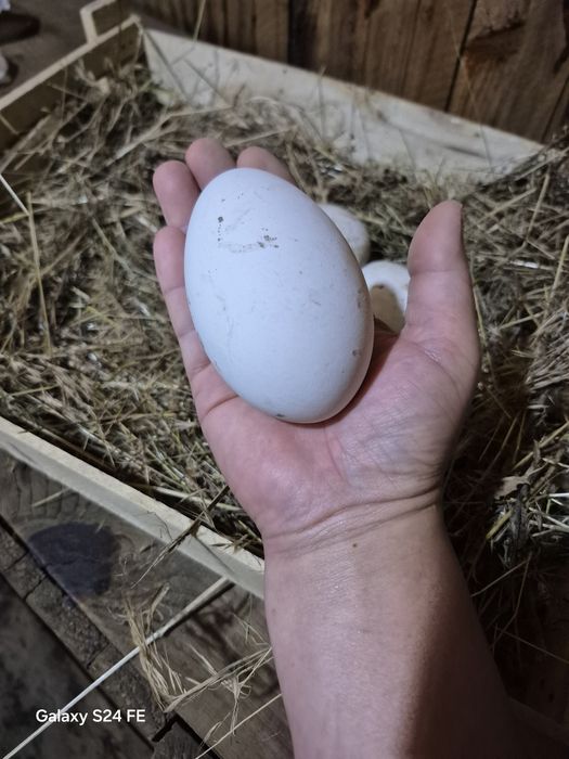 В продаже гусинные инкубационные яица