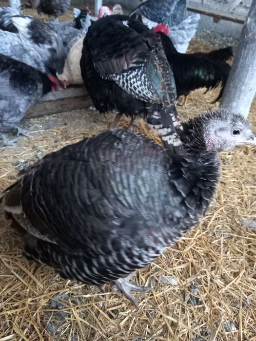 Продам самок индюшек бронза