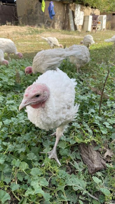 Продам индюшат 1,5 месяца