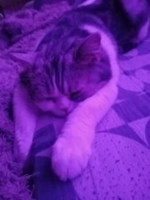 отдаем кошку бесплатно