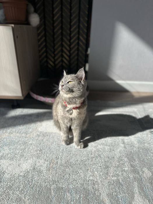 Отдам даром молодую кошечку 4-5 мес