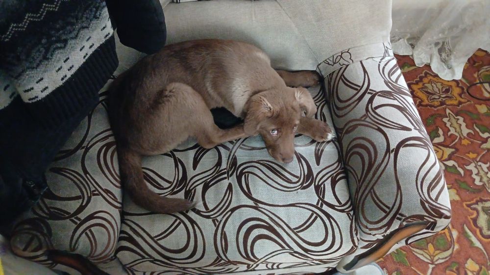 Продам щенка лабрадора