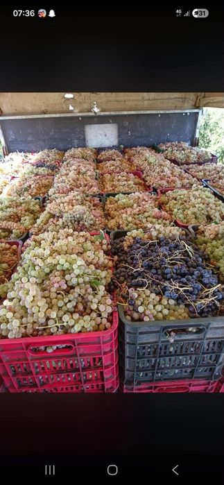 Avem struguri de vin si cartofii de toamna