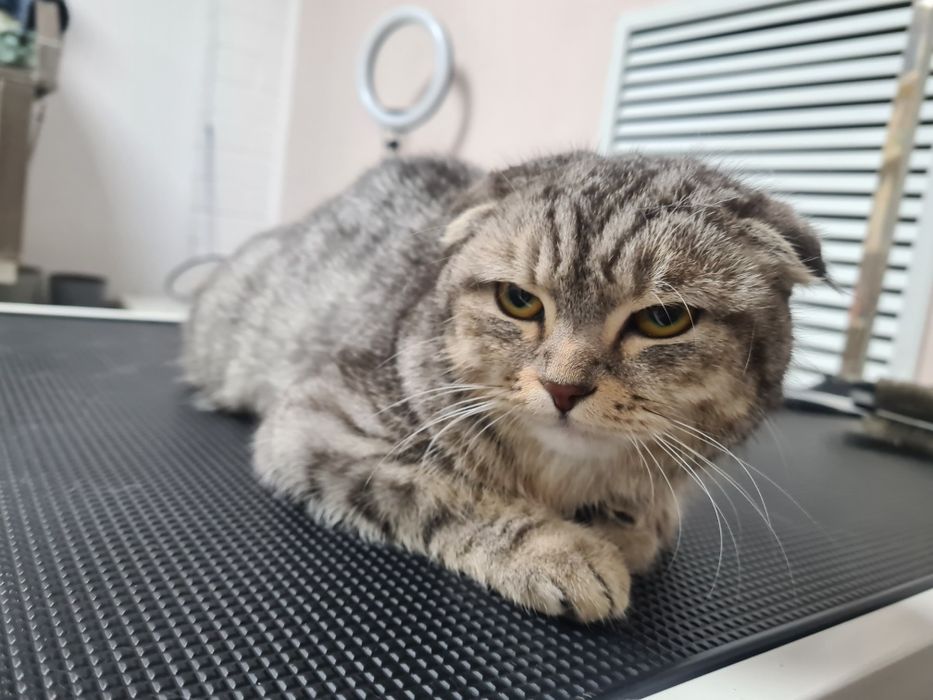 Груминг салон для животных