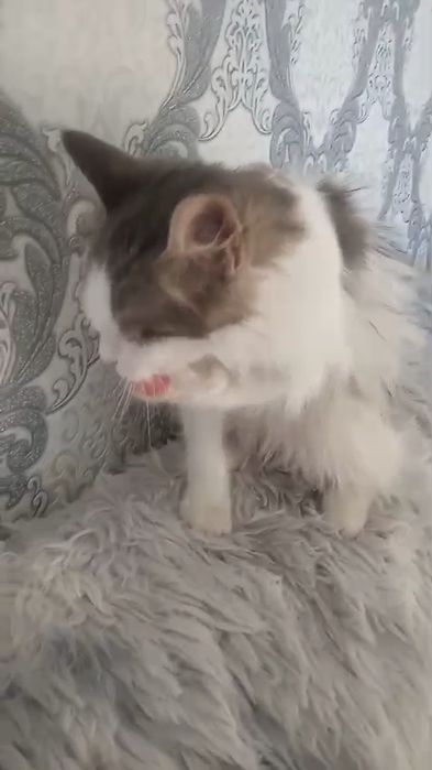 Ищу семью для милой кошечки