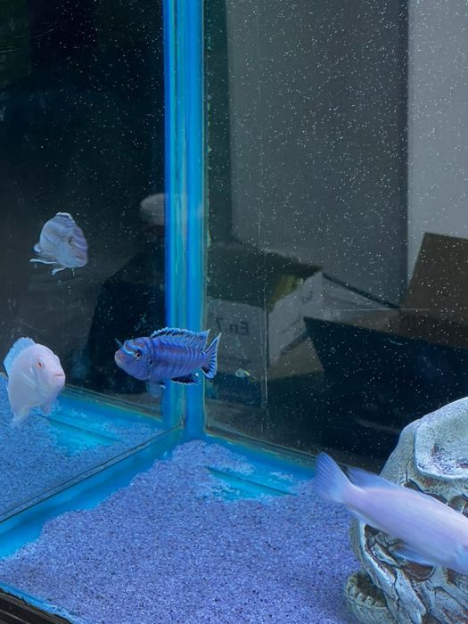 Балыктар сатылады