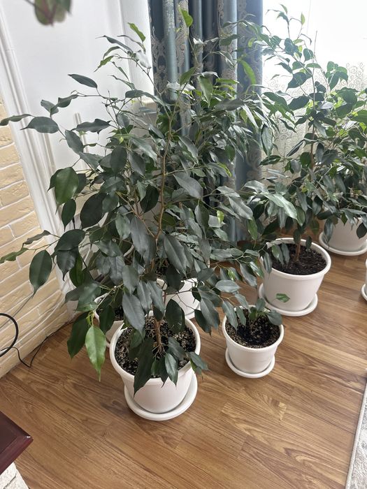 Комнатные цветы Фикусы