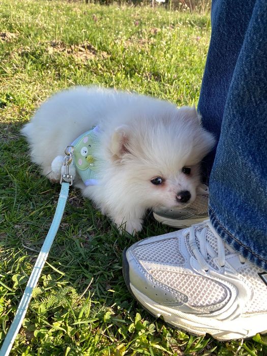 Cățeluș pomeranian