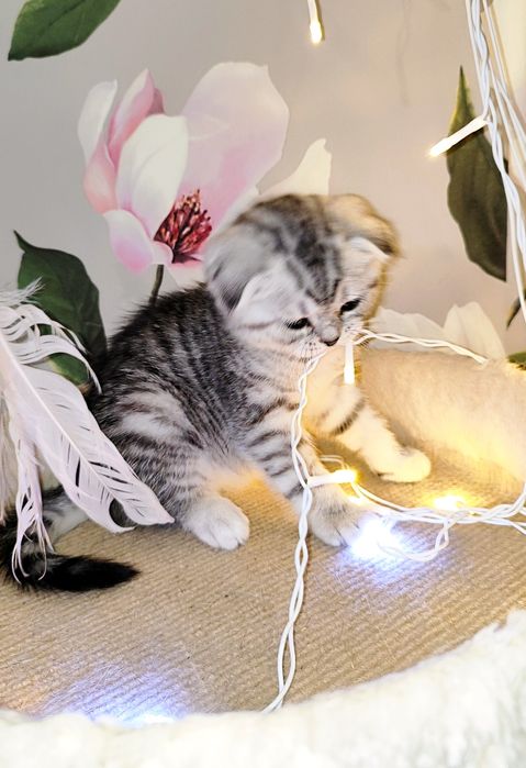 Продам шатланскую вислоушку