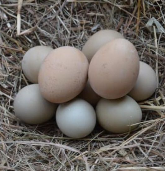 Домашние     куры