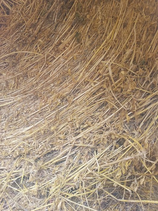 Baloți de lucernă de 120