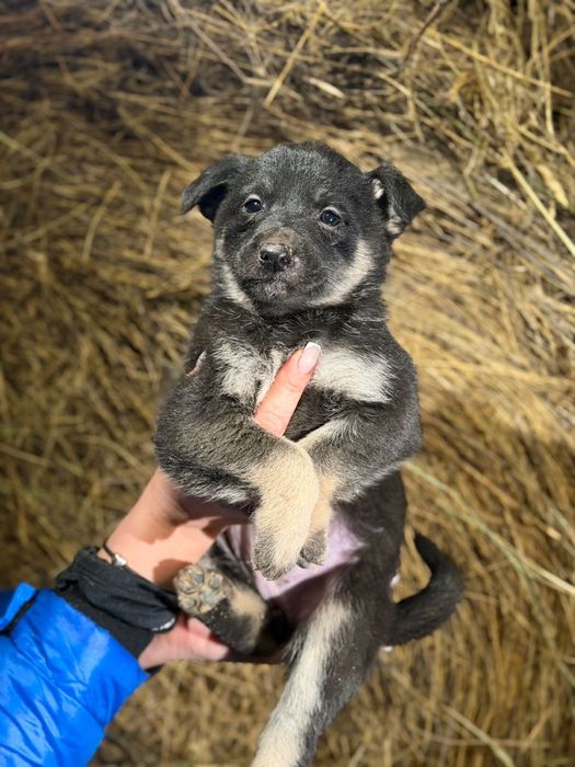Отдам щенков в добрые руки
