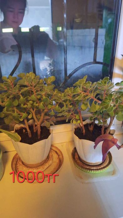 Цветы комнатные продаю домашние