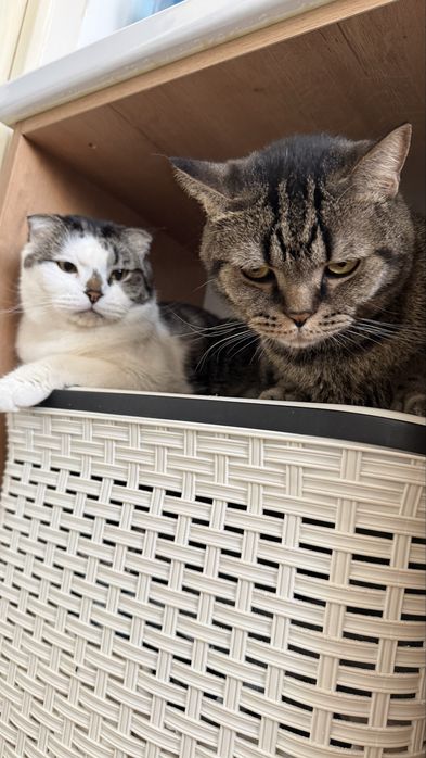 Срочно! Отдам в добрые руки