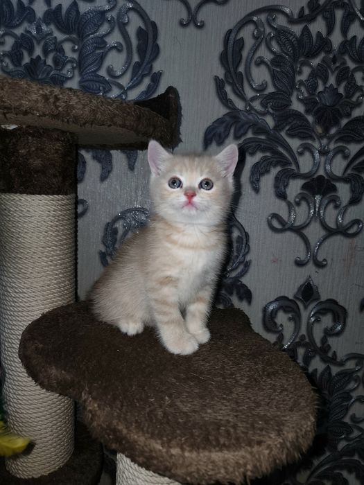 Scottish strayt shinshila sotiladi