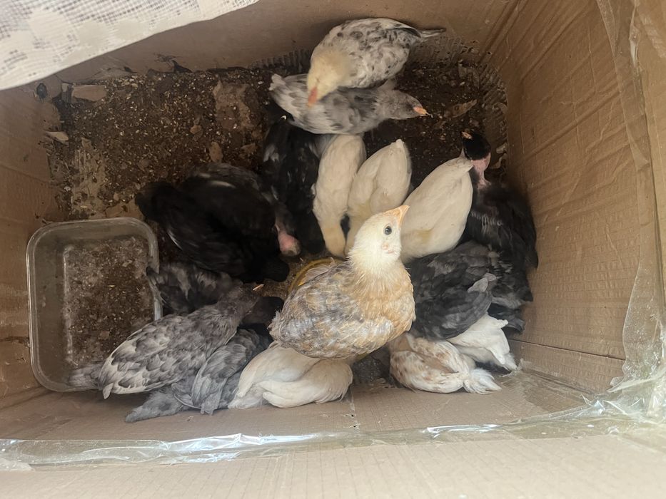 Продам цыплят месячные