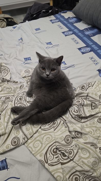 Отдам кошку британца
