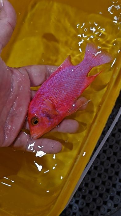 Ciclide africane (Aulonocara)