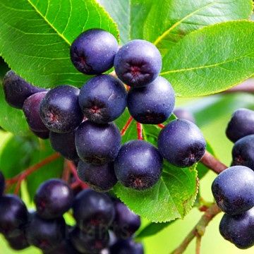 Арония „Викинг“ ново