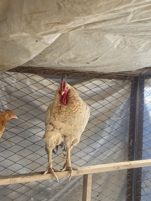 Қораздар сатылады