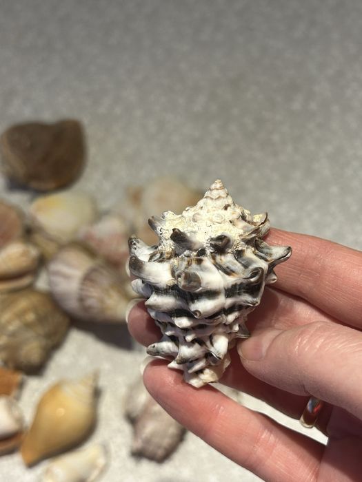 Ракушки разные морские