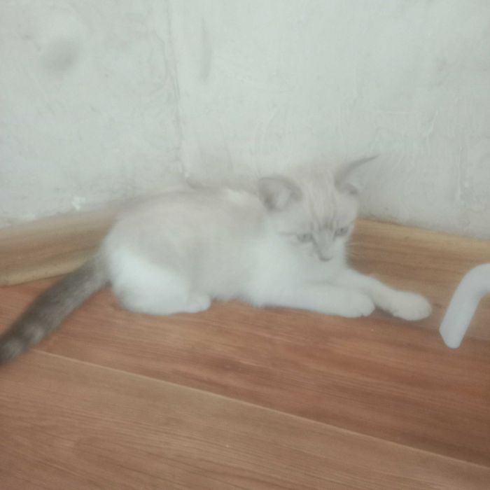 Котята очень красивые