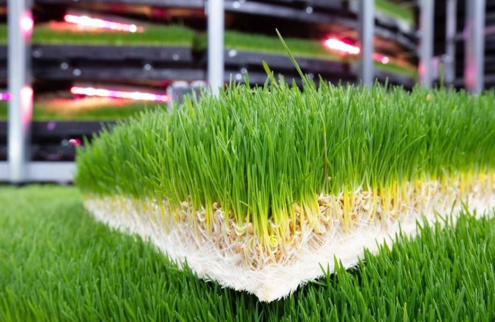 Гидропоника для выращивания пшеницы