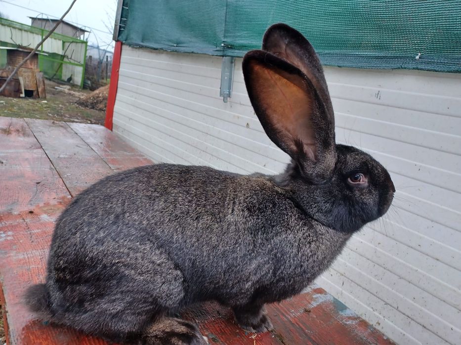 Vand 3 femele iepure urias german