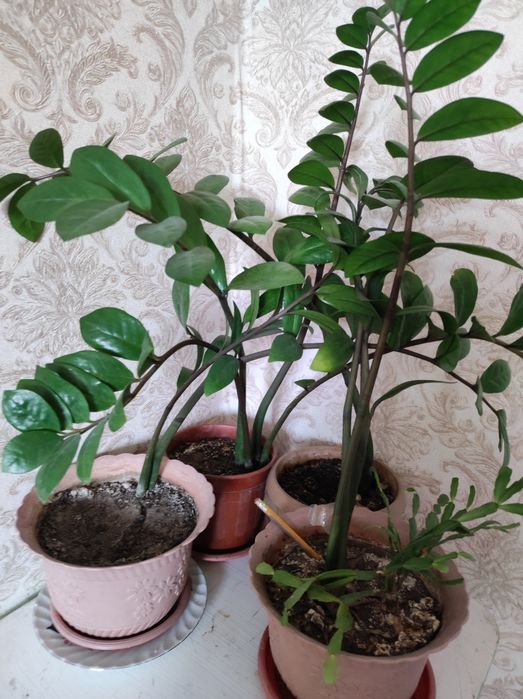 Комнатные цветы дешево