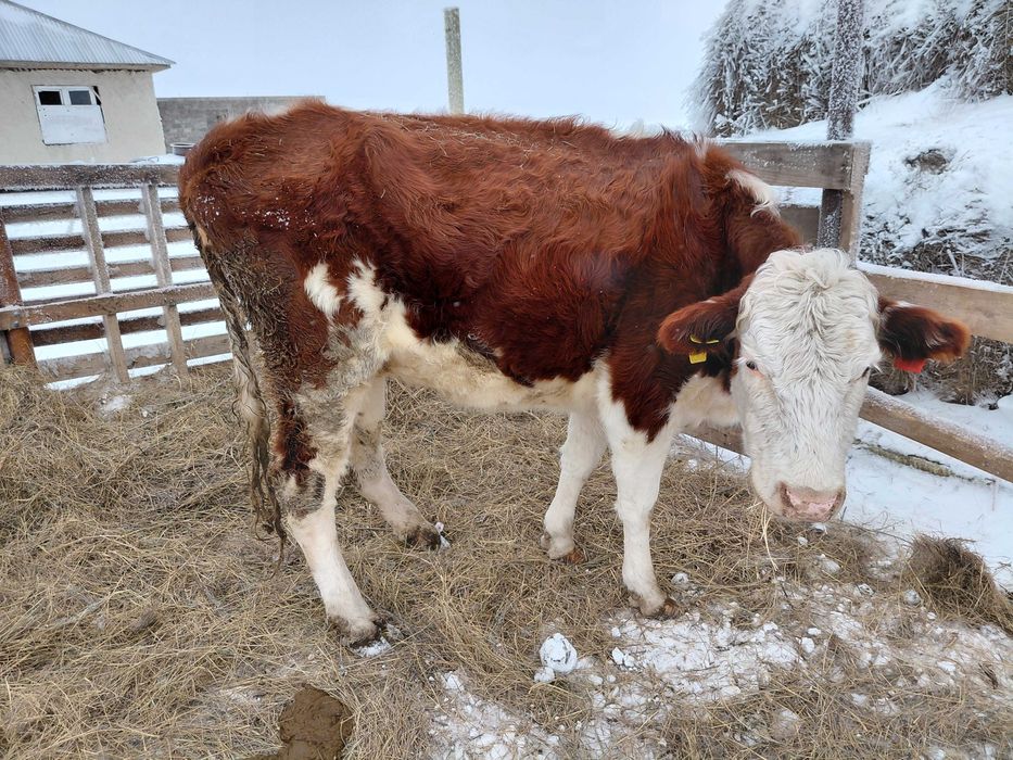 Продам коров и телят