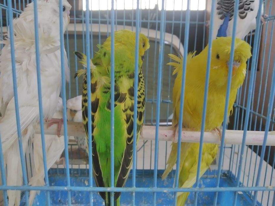 Валнистий бабочка папугай