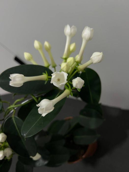 Жасмин голланд Стефанотис