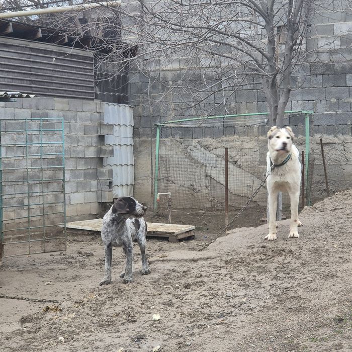 Продам щенка (7 месяцев) драатхар