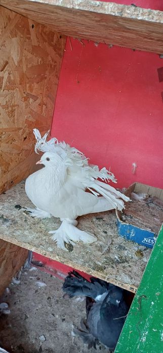 Porumbei Voltați indieni,voltatii normali  jucători și satineti