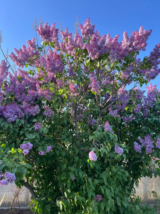 Цветы сирен